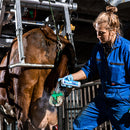 MicraDerm spray 250ml  1 Ds 12St.